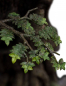 Preview: Leaflock the Ent Statue 1/6, The Lord of the Rings, 76 cm