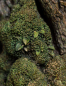 Preview: Leaflock the Ent Statue 1/6, The Lord of the Rings, 76 cm