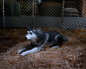Preview: Ultimate Dog Creature Actionfigur Deluxe, Das Ding aus einer anderen Welt, 18 cm